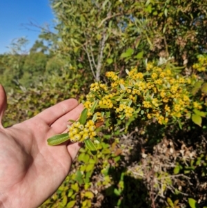 Pyracantha angustifolia at Lower Cotter Catchment - 12 Apr 2024