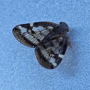 Scolypopa australis at QPRC LGA - 12 Apr 2024