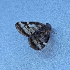 Scolypopa australis at QPRC LGA - 12 Apr 2024