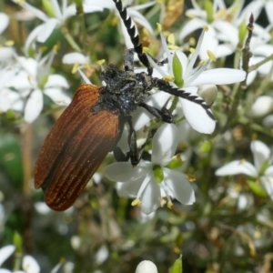 Porrostoma rhipidium at Lyons, ACT - 9 Jan 2021