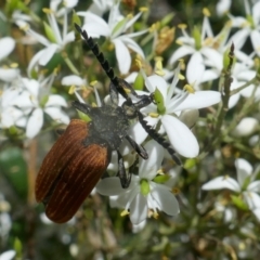 Porrostoma rhipidium at Lyons, ACT - 9 Jan 2021