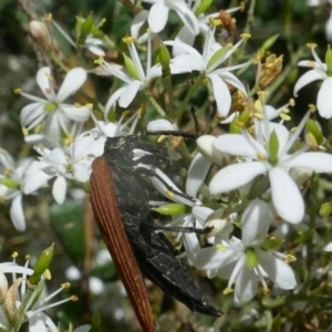 Porrostoma rhipidium at Lyons, ACT - 9 Jan 2021