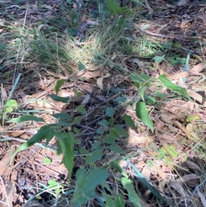 Celtis australis at Mount Majura - 12 Apr 2024 10:58 AM