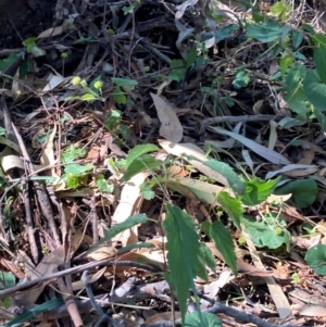 Celtis australis at Mount Majura - 12 Apr 2024 10:58 AM