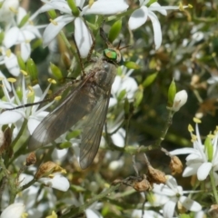 Tabanidae (family) (Unidentified march or horse fly) at Lyons, ACT - 9 Jan 2021 by ran452