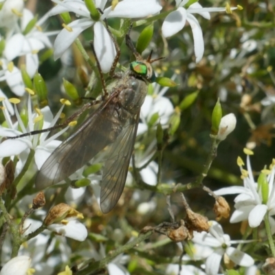 Unidentified True fly (Diptera) at suppressed - 8 Jan 2021 by ran452