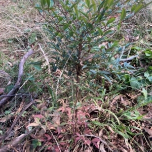 Nandina domestica at Mount Majura - 12 Apr 2024 11:02 AM