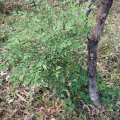 Nandina domestica at Mount Majura - 12 Apr 2024 11:02 AM