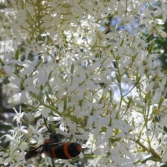 Unidentified Sawfly (Hymenoptera, Symphyta) at Lyons, ACT - 30 Dec 2020 by ran452