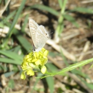 Lampides boeticus at Molonglo River Reserve - 10 Apr 2024 02:08 PM