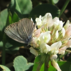 Zizina otis at Molonglo River Reserve - 10 Apr 2024