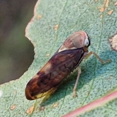 Brunotartessus fulvus (Yellow-headed Leafhopper) at The Pinnacle - 12 Apr 2024 by trevorpreston