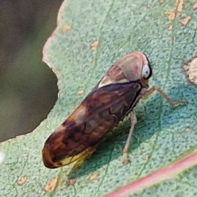 Brunotartessus fulvus (Yellow-headed Leafhopper) at The Pinnacle - 12 Apr 2024 by trevorpreston