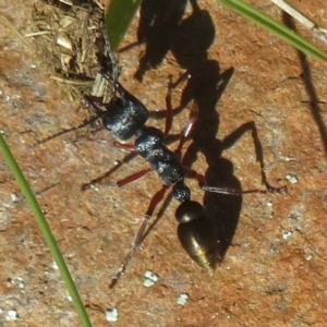 Myrmecia fulvipes at Namadgi National Park - 11 Apr 2024