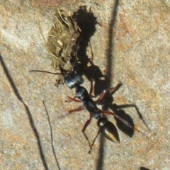 Myrmecia fulvipes at Namadgi National Park - 11 Apr 2024