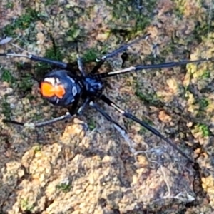 Latrodectus hasselti at The Pinnacle - 12 Apr 2024