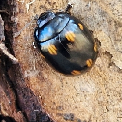 Paropsisterna octosignata (Eucalyptus leaf beetle) at Weetangera, ACT - 12 Apr 2024 by trevorpreston