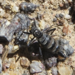 Boreoides subulatus (Wingless Soldier Fly) at Booth, ACT - 11 Apr 2024 by Christine