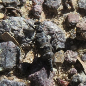 Boreoides subulatus at Namadgi National Park - 11 Apr 2024