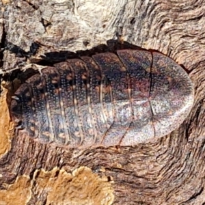 Laxta sp. (genus) at The Pinnacle - 12 Apr 2024