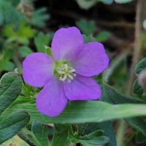 Geranium solanderi var. solanderi at The Pinnacle - 12 Apr 2024 03:49 PM