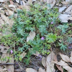 Geranium solanderi var. solanderi at The Pinnacle - 12 Apr 2024 03:49 PM