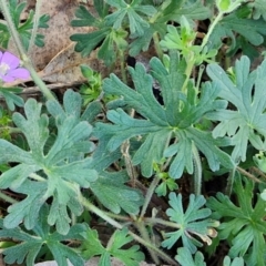 Geranium solanderi var. solanderi at The Pinnacle - 12 Apr 2024 03:49 PM