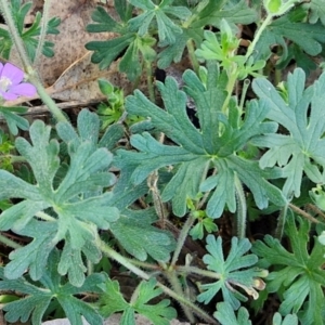 Geranium solanderi var. solanderi at The Pinnacle - 12 Apr 2024