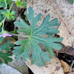 Geranium solanderi var. solanderi at The Pinnacle - 12 Apr 2024 03:49 PM