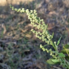 Chenopodium album (Fat Hen) at The Pinnacle - 12 Apr 2024 by trevorpreston