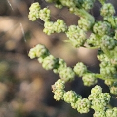 Chenopodium album at The Pinnacle - 12 Apr 2024 03:48 PM