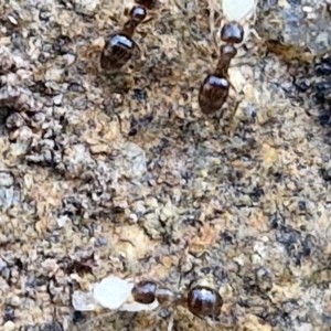 Formicidae (family) at The Pinnacle - 12 Apr 2024