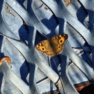 Junonia villida at The Pinnacle - 12 Apr 2024