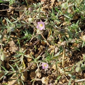 Spergularia rubra at The Pinnacle - 12 Apr 2024