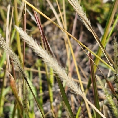 Setaria parviflora (Slender Pigeon Grass) at Weetangera, ACT - 12 Apr 2024 by trevorpreston