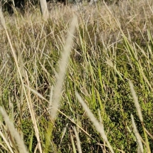 Setaria parviflora at The Pinnacle - 12 Apr 2024 03:39 PM