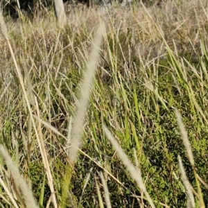 Setaria parviflora at The Pinnacle - 12 Apr 2024