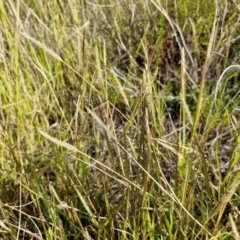 Setaria parviflora at The Pinnacle - 12 Apr 2024