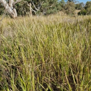 Setaria parviflora at The Pinnacle - 12 Apr 2024