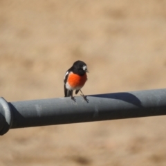 Petroica boodang (Scarlet Robin) at Lions Youth Haven - Westwood Farm A.C.T. - 12 Apr 2024 by HelenCross