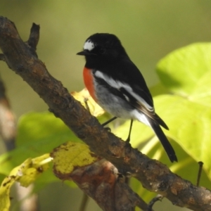 Petroica boodang at Lions Youth Haven - Westwood Farm A.C.T. - 12 Apr 2024 09:03 AM