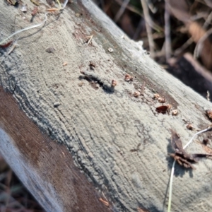 Corticioid fungi at The Pinnacle - 12 Apr 2024 03:36 PM