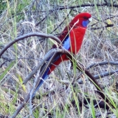 Platycercus elegans (Crimson Rosella) at The Pinnacle - 12 Apr 2024 by trevorpreston