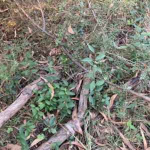 Ligustrum lucidum at Mount Majura - 11 Apr 2024