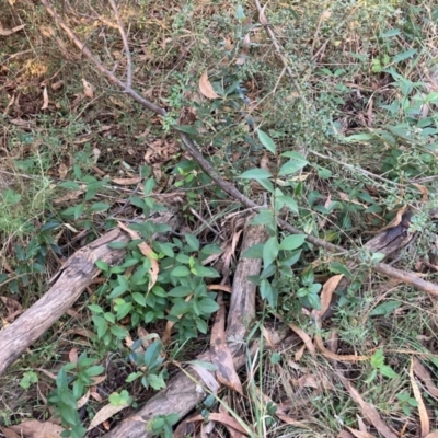 Ligustrum lucidum (Large-leaved Privet) at Mount Majura - 11 Apr 2024 by waltraud