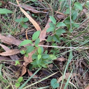 Ligustrum lucidum at Mount Majura - 11 Apr 2024 05:01 PM