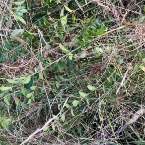 Ligustrum sinense at Mount Majura - 11 Apr 2024