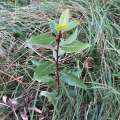 Laurus nobilis (Bay Tree) at Hackett, ACT - 11 Apr 2024 by waltraud