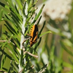 Agonoscelis rutila (Horehound bug) at Tharwa, ACT - 9 Mar 2024 by RAllen