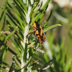 Agonoscelis rutila at Gibraltar Pines - 9 Mar 2024